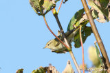 Yellow- browed Warbler