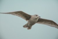 Iceland Gull