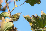 Yellow- browed Warbler