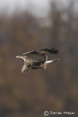 Rough-legged Buzzard