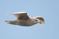 Iceland Gull