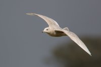 Iceland Gull