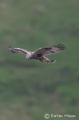 Rough-legged Buzzard