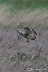 Rough-legged Buzzard