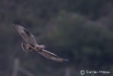 Rough-legged Buzzard