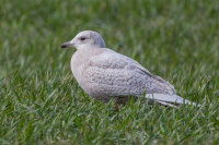 Iceland Gull