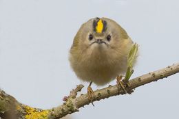 Goldcrest
