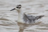 Grey Phalarope