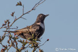 Ring Ouzel