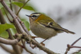 Firecrest