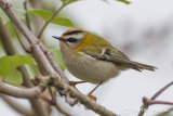 Firecrest