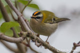 Firecrest