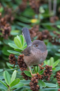 Dartford Warbler
