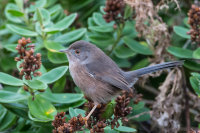 Dartford Warbler