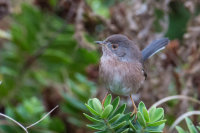 Dartford Warbler