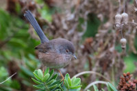 Dartford Warbler