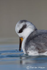 Grey Phalarope
