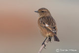 Stonechat