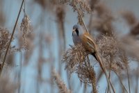 Bearded Tit