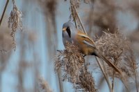 Bearded Tit