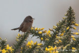Dartford Warbler