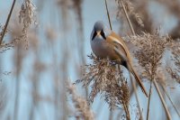 Bearded Tit