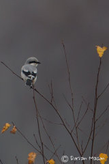 Great grey Shrike