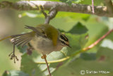 Firecrest