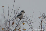 Great grey Shrike