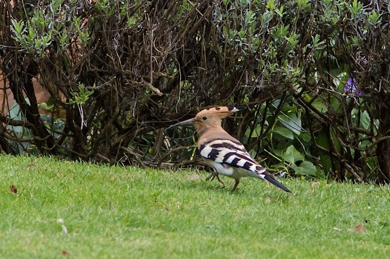 Hoopoe