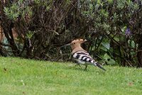 Hoopoe