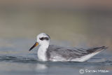 Grey Phalarope