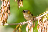 Firecrest