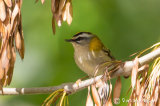 Firecrest