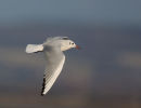 Black headed Gull