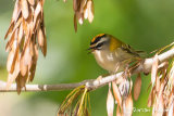 Firecrest