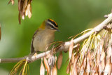 Firecrest