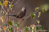Dartford Warbler