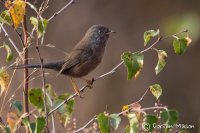 Dartford Warbler