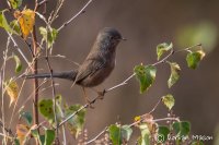 Dartford Warbler