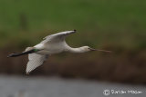 Spoonbill