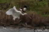 Spoonbill