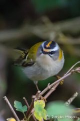 Firecrest