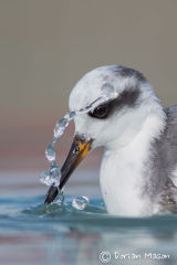 Grey Phalarope