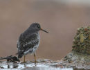Birds2012