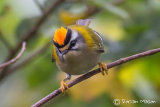 Firecrest
