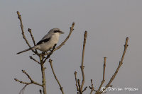 Great grey Shrike