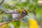 Firecrest
