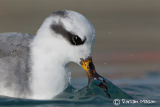 Grey Phalarope