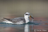 Grey Phalarope
